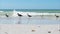 Willets waking in shallow surf.