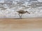 Willett Sandpiper wading in surf