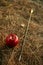 William tell metaphor with red apple and arrow