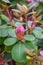 Williamsianum hybrid Rhododendron Pipaluk, pink budding flower