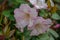 Williamsianum hybrid Rhododendron Pipaluk, pinkish-white flower