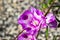 Williamson`s Clarkia Clarkia williamsonii wildflower blooming in Yosemite National Park, Sierra Nevada mountains, California