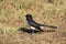 Willie Wagtail bird on dry lawn