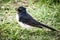 Willie Wagtail Bird Standing in Grass