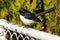 Willie Wagtail Bird on a White Fence