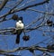 Willie wagtail perched in a dry gum tree.