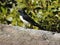 Willie Wagtail perched on stone wall near river mangrove