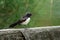 Willie-wagtail - Rhipidura leucophrys - black and white young australian bird, Australia, Tasmania