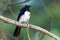 Willie-wagtail - Rhipidura leucophrys - black and white young australian bird, Australia, Tasmania