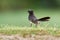 Willie-wagtail - Rhipidura leucophrys - black and white young australian bird, Australia, Tasmania