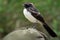 Willie-wagtail - Rhipidura leucophrys - black and white young australian bird, Australia, Tasmania