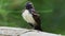 Willie-wagtail - Rhipidura leucophrys - black and white young australian bird, Australia, Tasmania. Singing and looking around