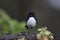 Willie Wagtail & x28;Rhipidura leucophrys& x29; Queensland Australia