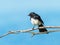 Willie Wagtail on a Twig