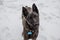 Willing partner, a Belgian shepherd cross breed dog looks lovingly at camera.