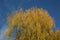 Willow in autumn, yellow leaves on a blue sky