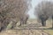 Willow Avenue. Headed willow as landscape. Meadow