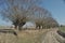 Willow Avenue. Headed willow as landscape. Meadow