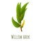 Willow bark branch icon, cartoon style