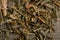 Willow bark medical