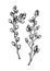 Willow blossom sketch in engraved style. Flowering branches with flowers and buds. Two white contoured drawing. Botanical 
