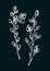 Willow blossom sketch in engraved style. Flowering branches with flowers and buds. Two white contoured floral drawing on