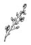 Willow blossom sketch in engraved style. Flowering branches with flowers and buds. White contoured floral drawing isolated on