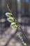 Willow blossomed on the branches of willow trees the buds swelled.