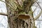 Willow Bracket fungus Phellinus igniarius