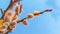 Willow branch with catkins close up on a background of blue sky