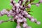 Willow branch with fluffy buds in a vase, top view, macro, blurred background in green backdround