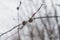 Willow branch with fluffy silver buds on a spring tree