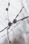 Willow branch with fluffy silver buds on a spring tree