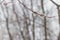 Willow branch with fluffy silver buds on a spring tree