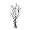 Willow branch hand drawn illustrarion, vector line sketch illustration