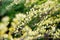 Willow branch Salix Repens L. Argentea during blossoming