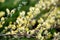 Willow branch Salix Repens L. Argentea during blossoming