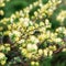 Willow branch Salix Repens L. Argentea during blossoming