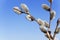 Willow branches