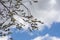 Willow branches bloom in spring.