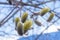 Willow branches bloom in spring, close-up.