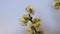 Willow branches with blossoming buds sway in the wind in natural conditions. Pollen on stamens, allergen