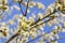 willow branches with catkins, traditional easter symbol in orthodox church, spring background