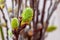 Willow branches with green catkins close up