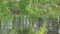 Willow branches hanging over the lake and reflecting in the water