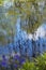 Willow Branches Over Lily Pad Covered Pond