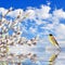 Willow branches and singing bird reflected in the water