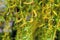 Willow branches with young leaves and catkins, willow flowering