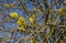 Willow bush with full-blown male pollen earrings.