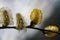 Willow catkin blossom. Salix in flower